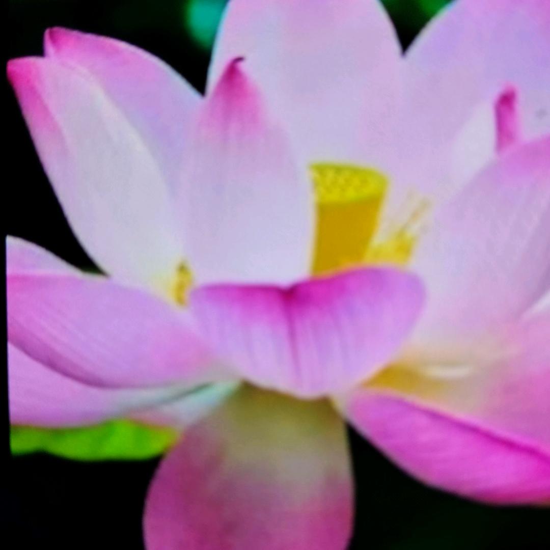 善缘(风水先生)