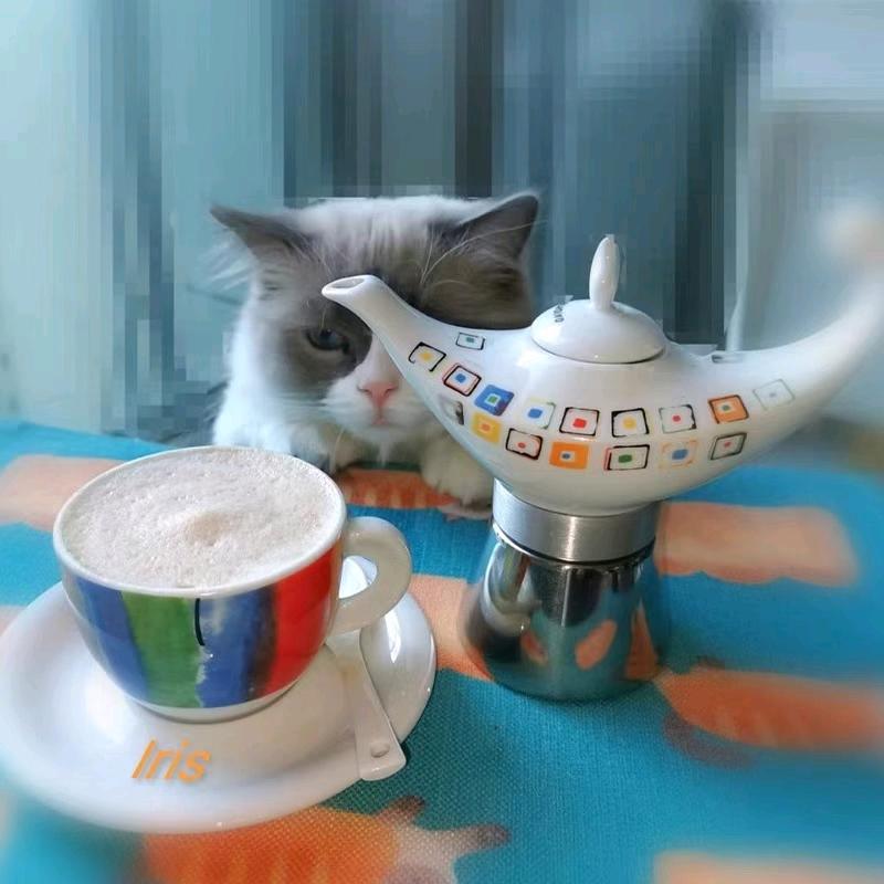 不吃鱼的猫🐱🐱🐱🐱