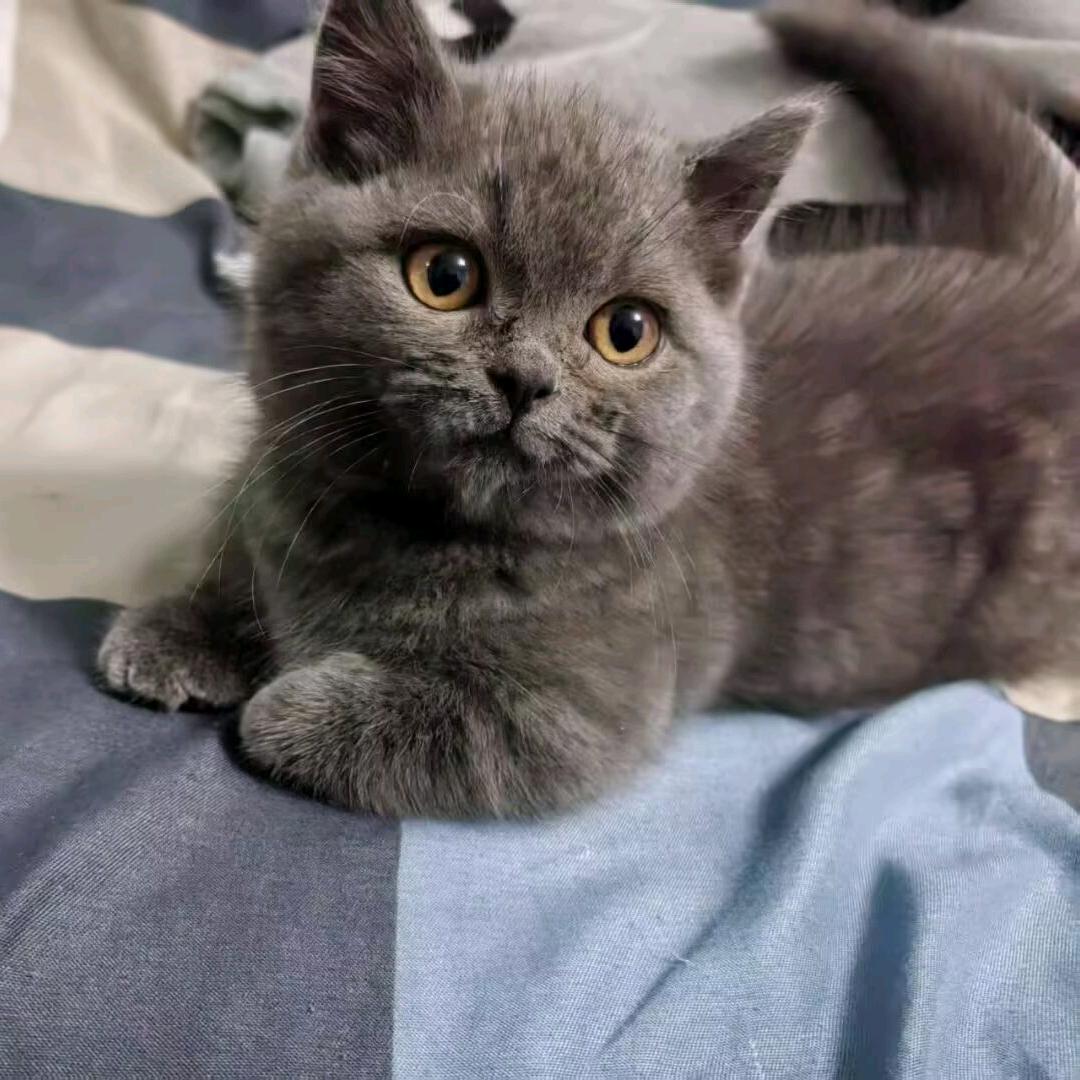 蓝猫可乐不冒泡