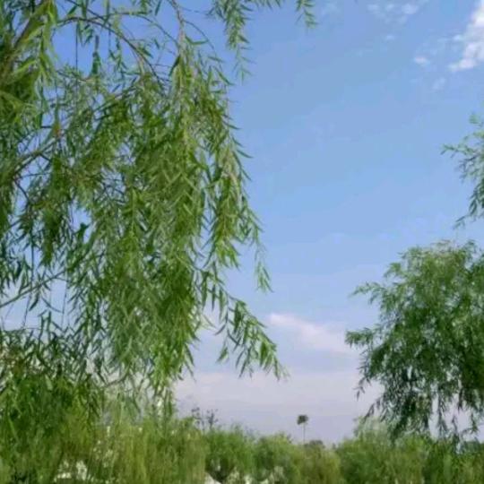 浪漫人生_230022580