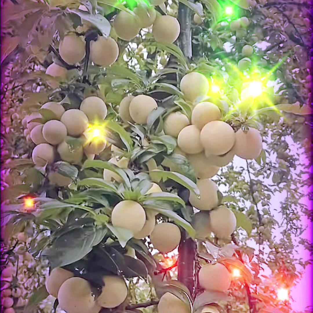 啊权719🌾🌾