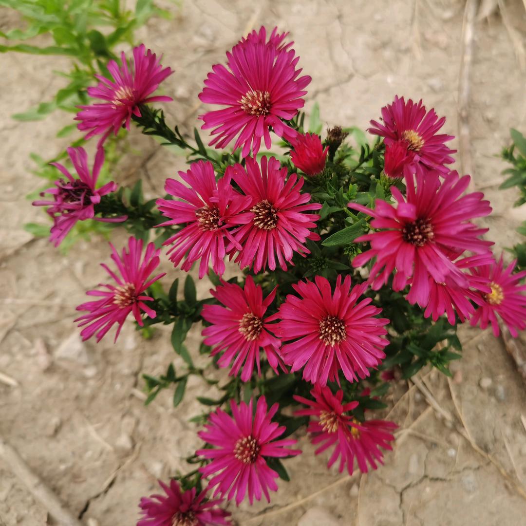 天津麻将家庭娱乐