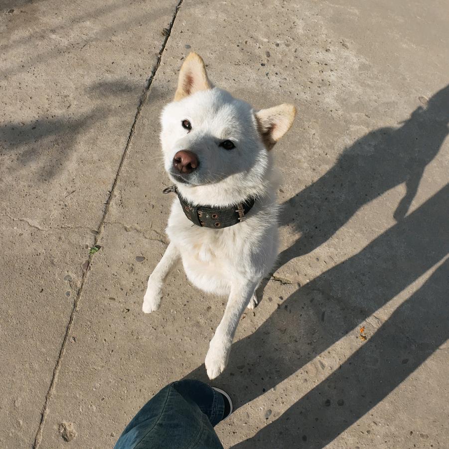 高记（大饼培训）