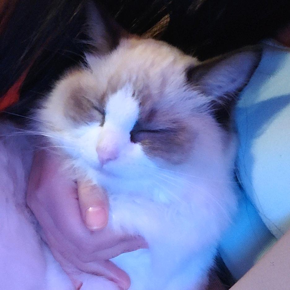 叛逆的猫^