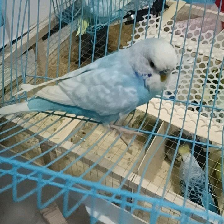 宏腾宠物臻选阁