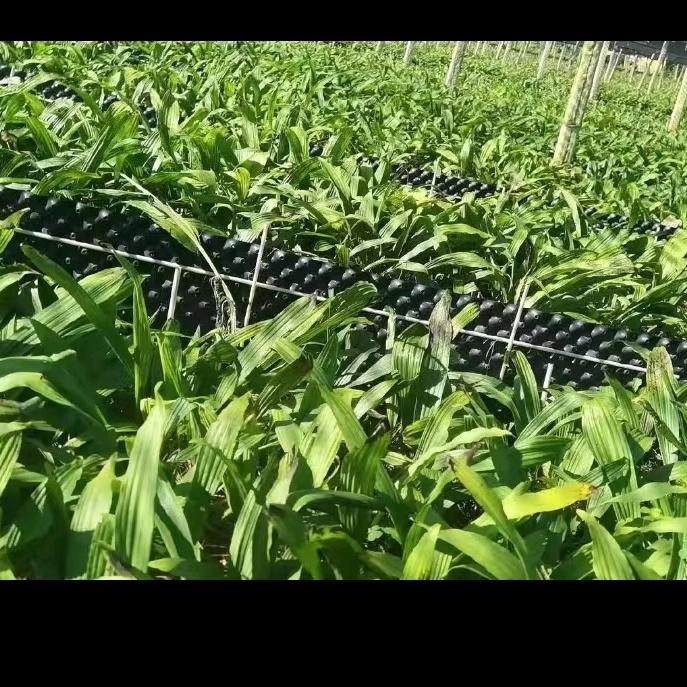 农业种植小林