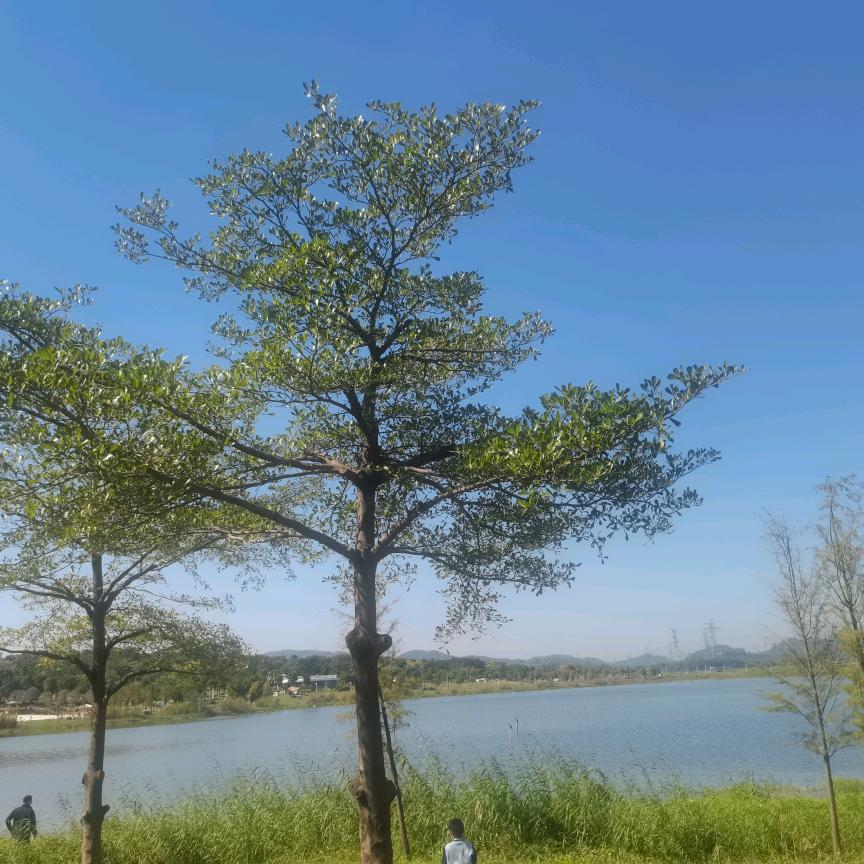 小芳