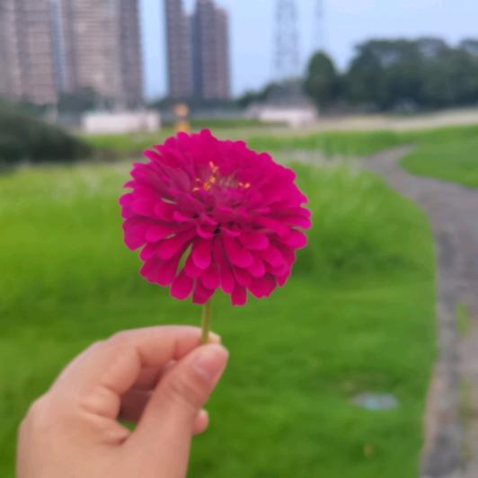 露露