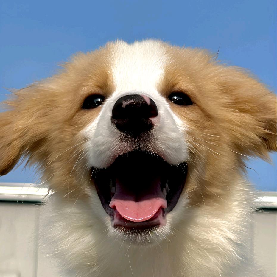 蜘蛛侠的宠物诊室