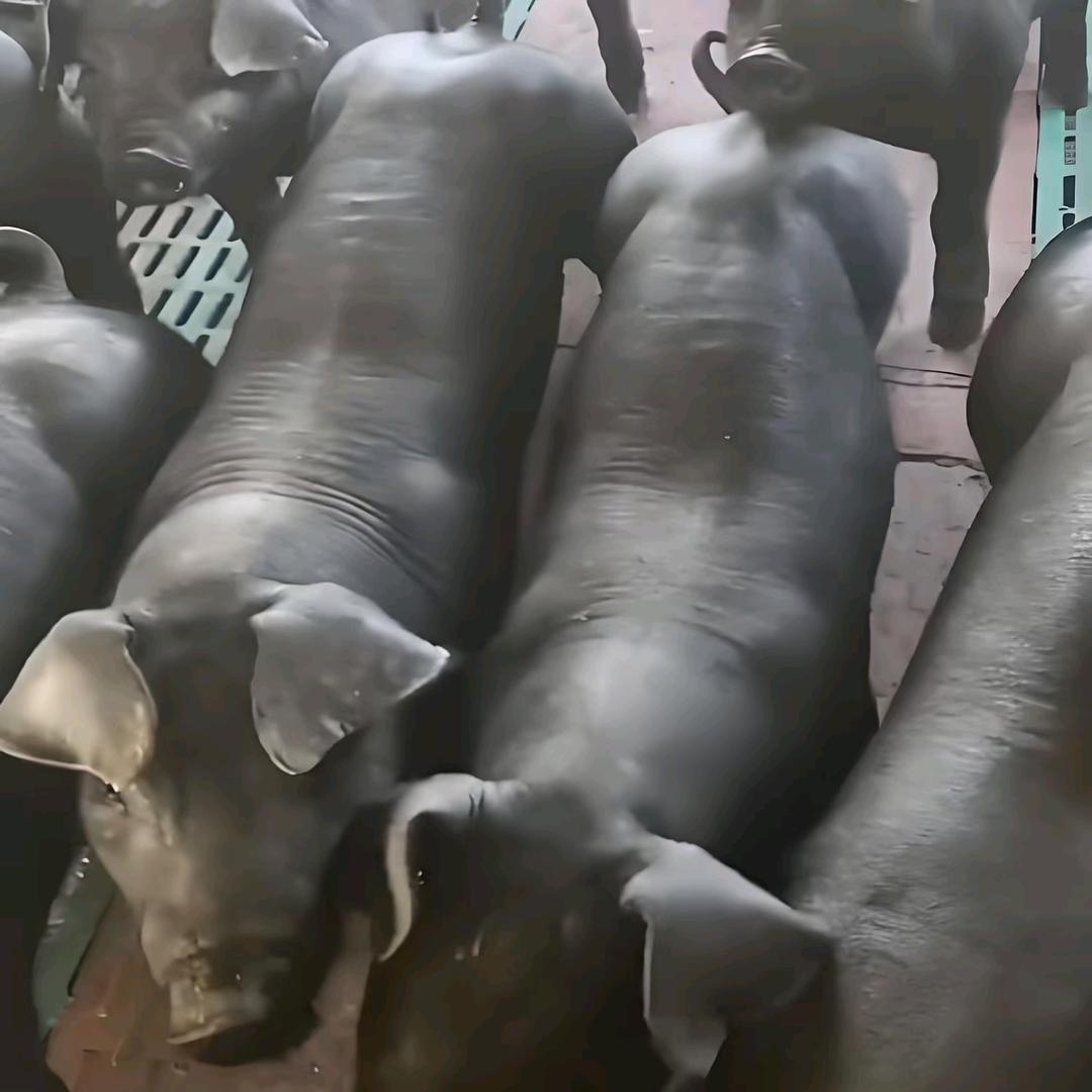 四川老张黑猪养殖