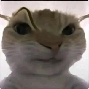 良人与猫Zzz