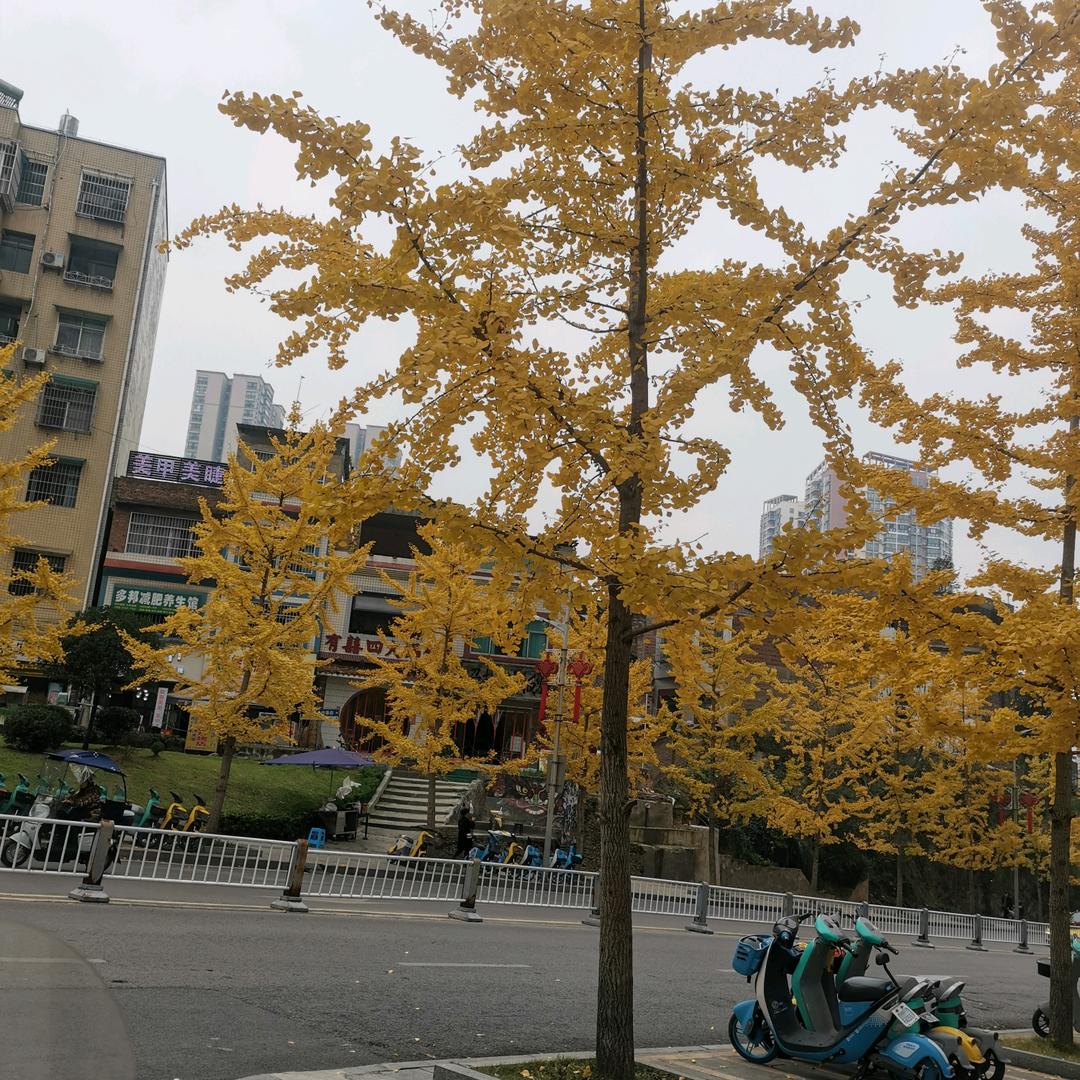 忠哥