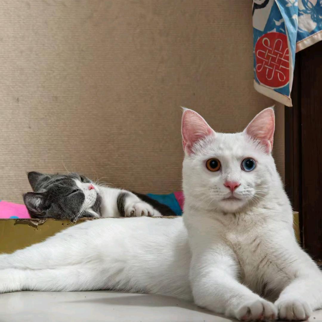 树荫十字绣（代绣）