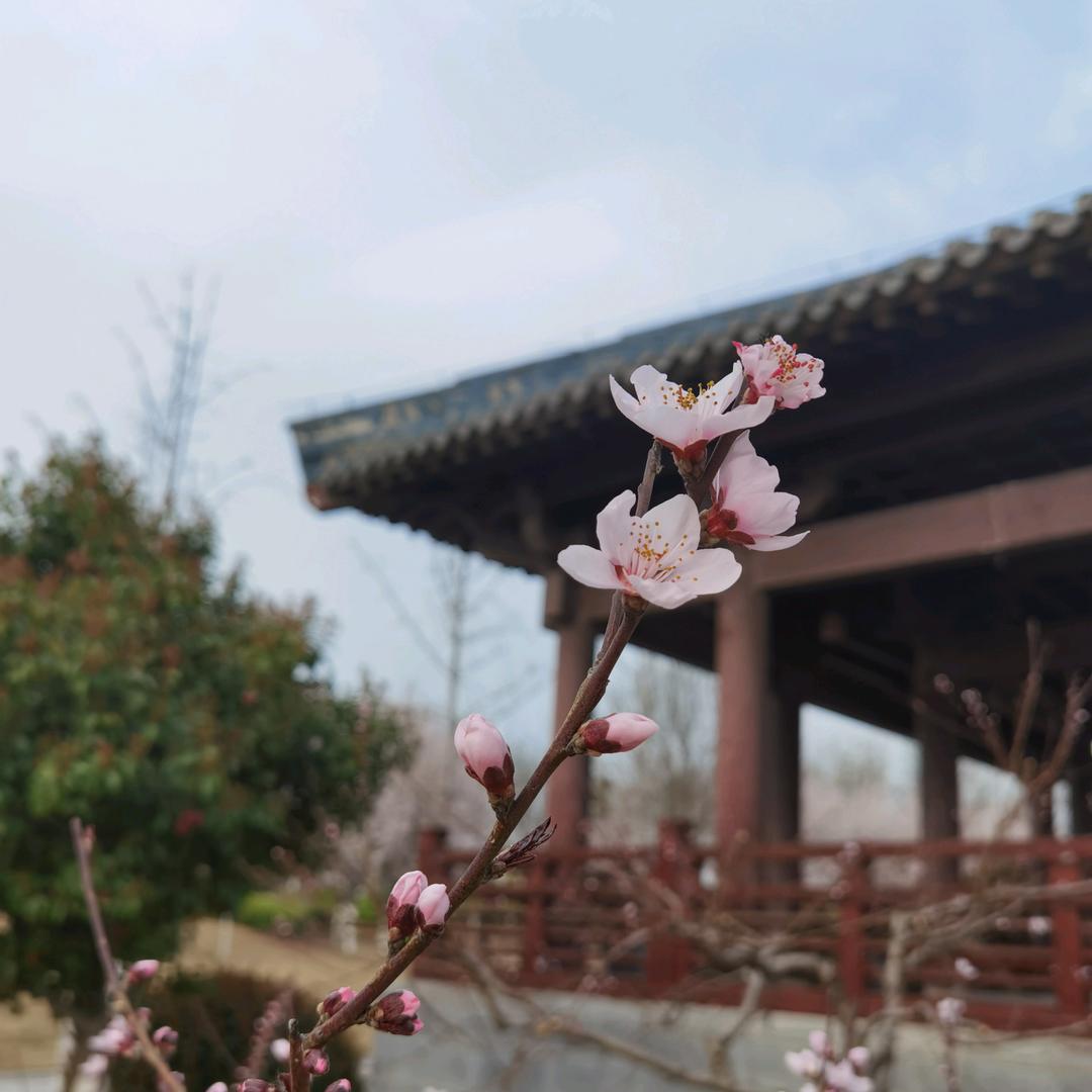 一朵梅