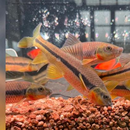 小谢野采原生鱼（大自然的探索者）