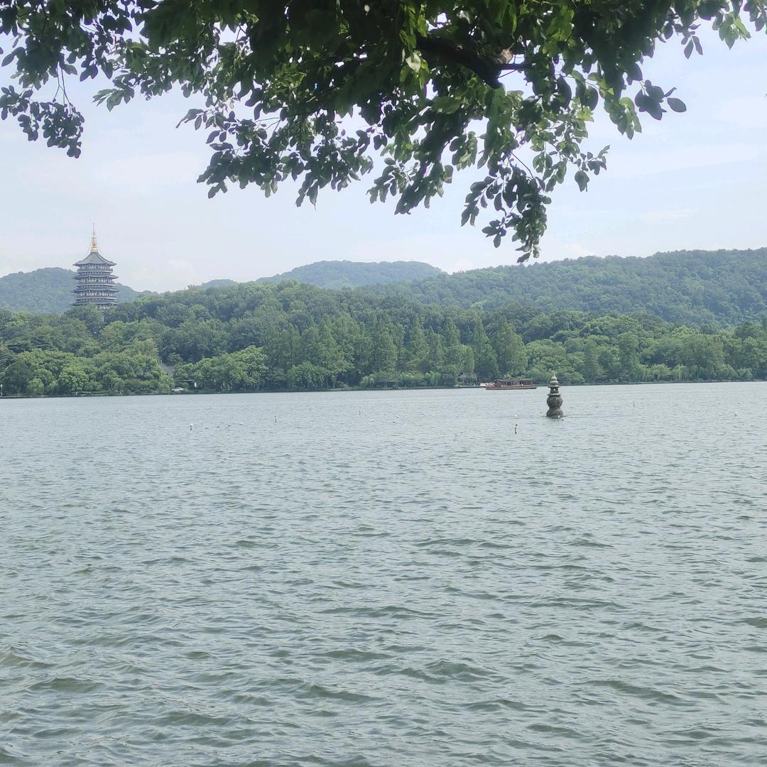 海鸥