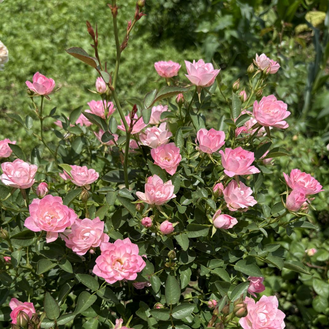 养花种草