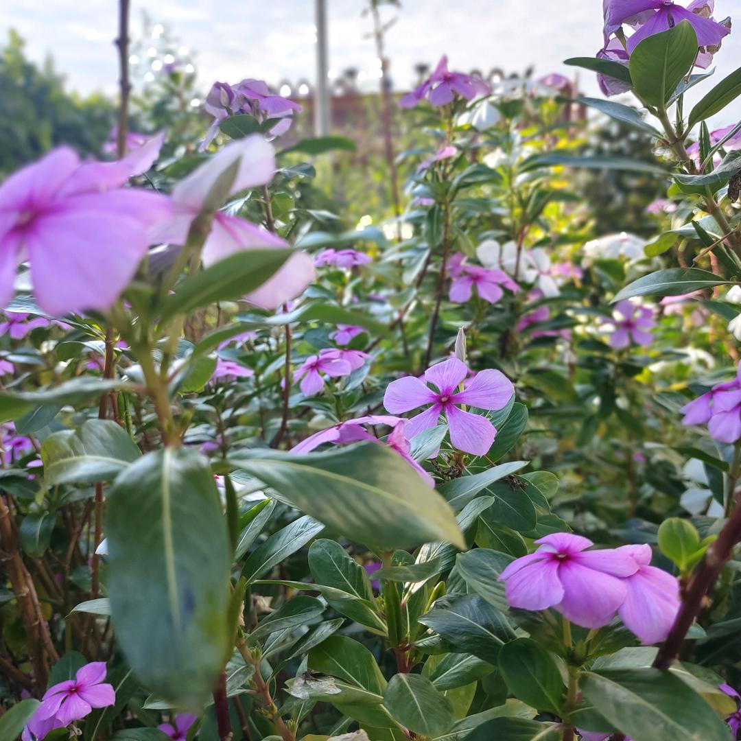 名字太长还没想好