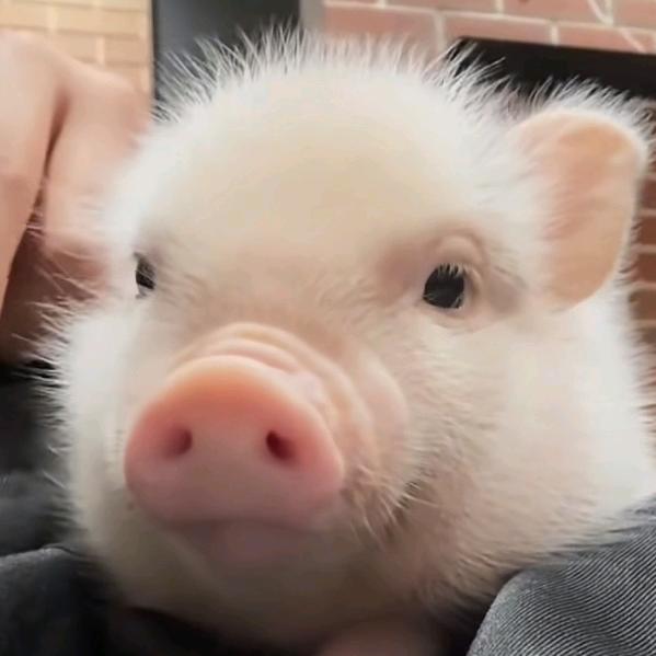 🐷猪猪侠