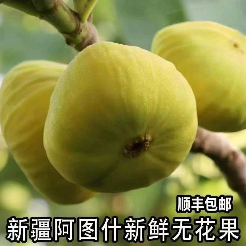 【 无花果 】、{黄金果}