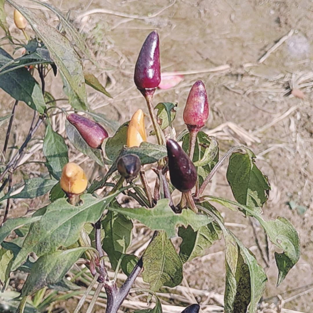菇的辣克