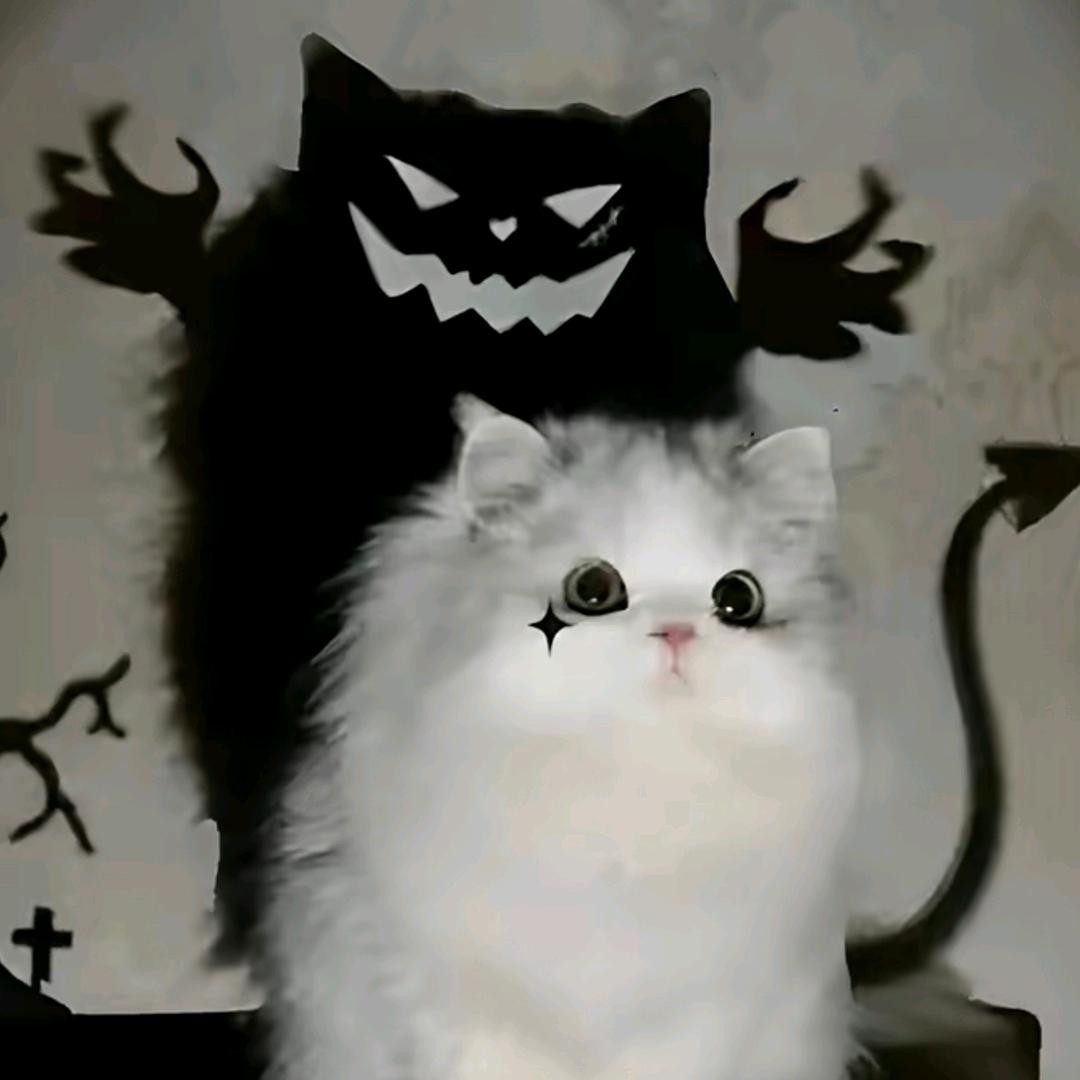 赫本的猫