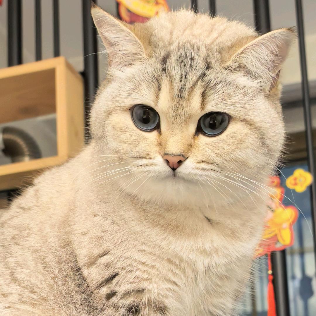 咪咪鑫车品优加+