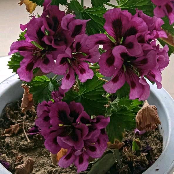 ✨🕊꧔ꦿ᭄倾城之恋✨❤️ѵℯ꧔