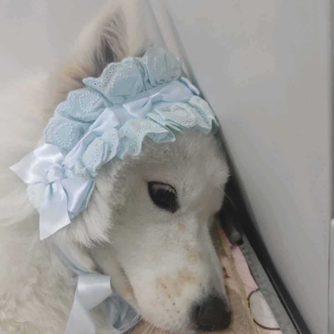 土豆是萨摩耶呀！