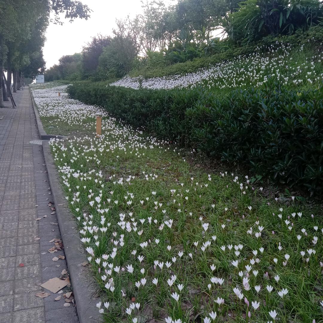 似水🌹柔情🥀