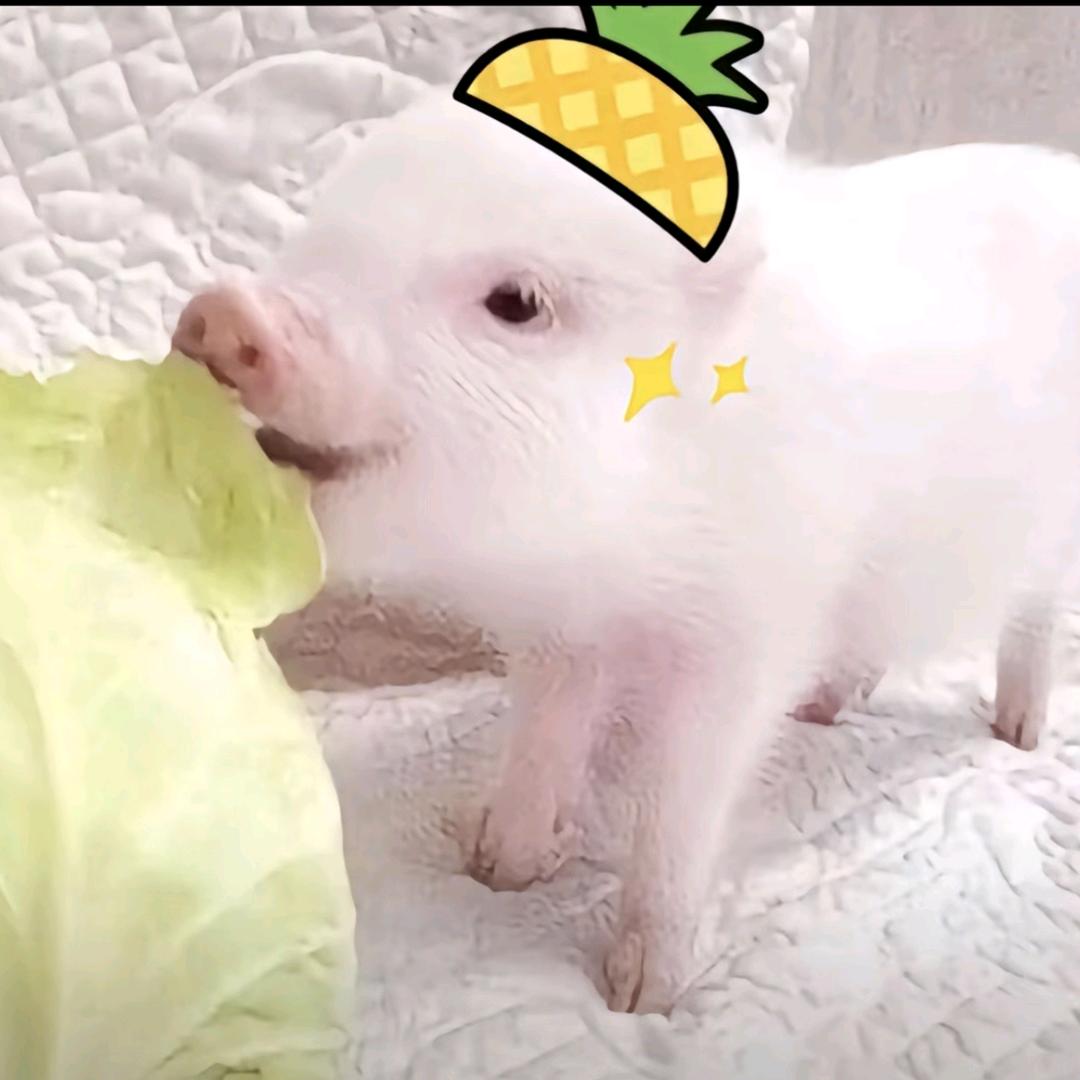 铁皮