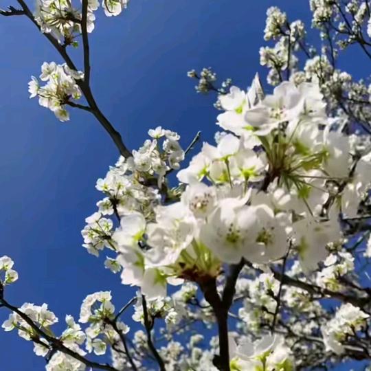 韦斯特（0315小刚）