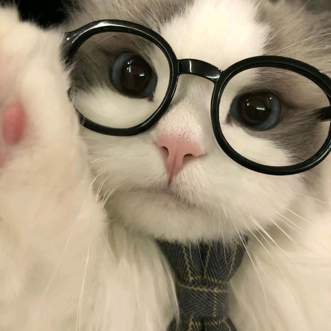 猫白