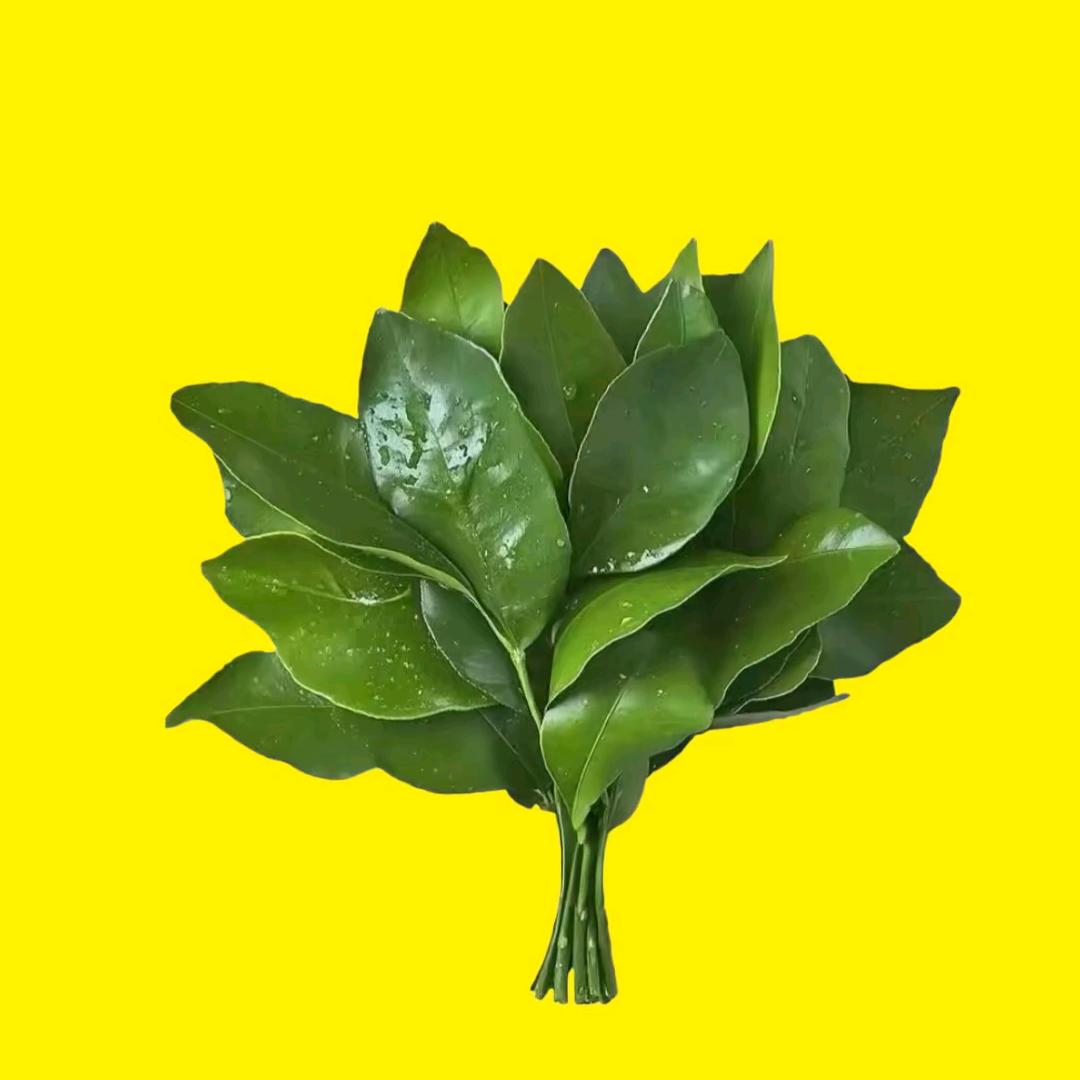 属于玫瑰的盛夏永远不会缺席✨✨、、