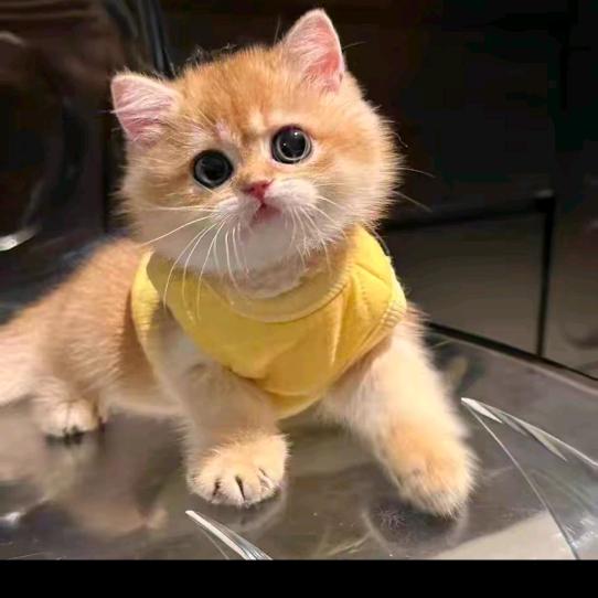 封💘心锁爱🍬