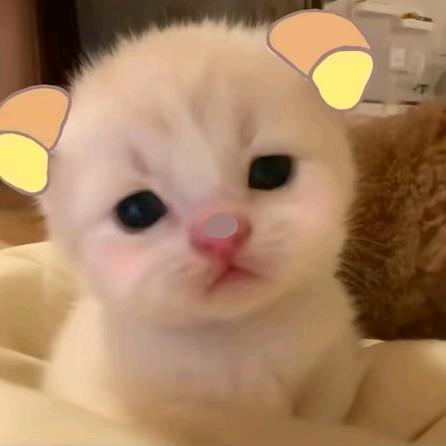 楠桉