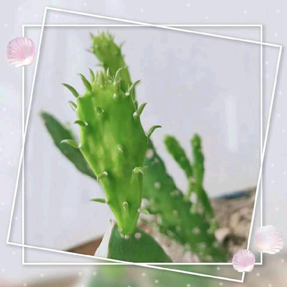 仙人掌