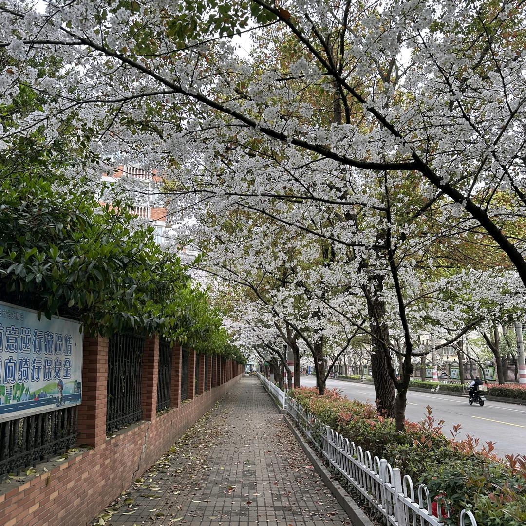 小月月