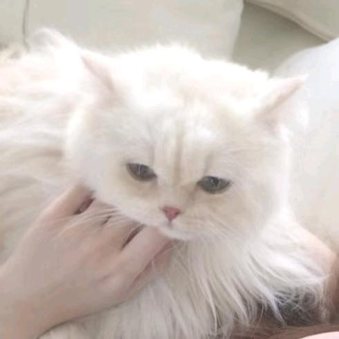 奶醉