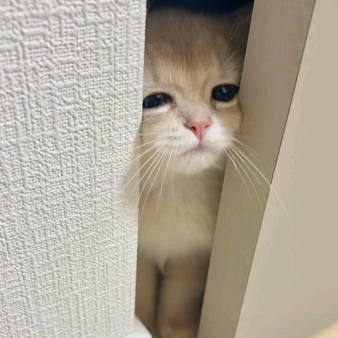 小焱爱说话＊