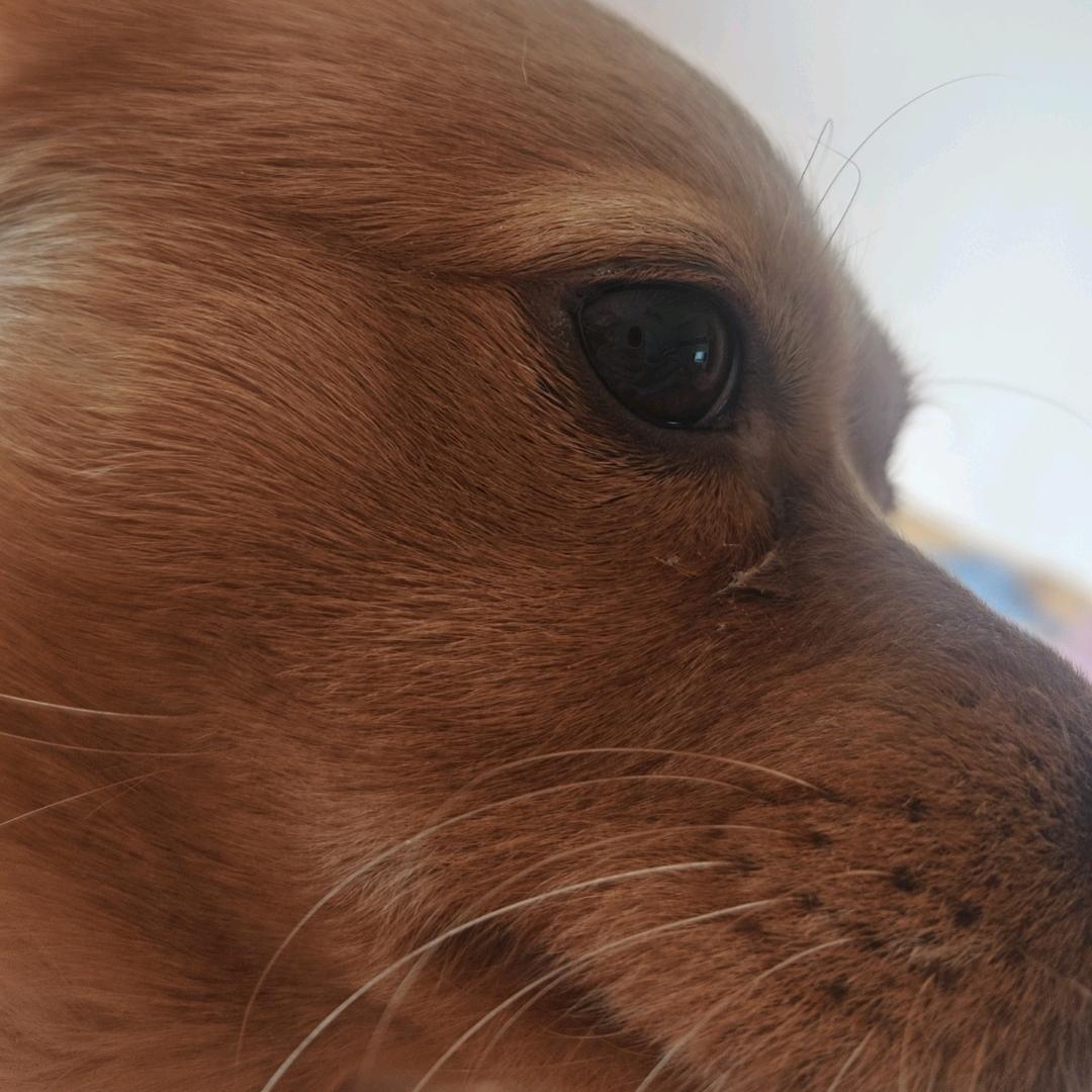 电信小黄（爆单版）