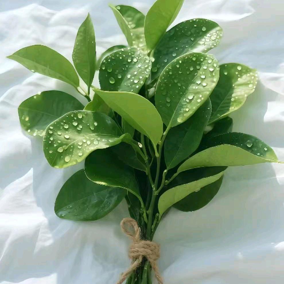 ℘㞮᭄ᩚ꯭ᩚ꧔ꦿ孞᭄: ꧔ꦿ℘❤️