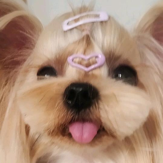 🌸花舞🌸