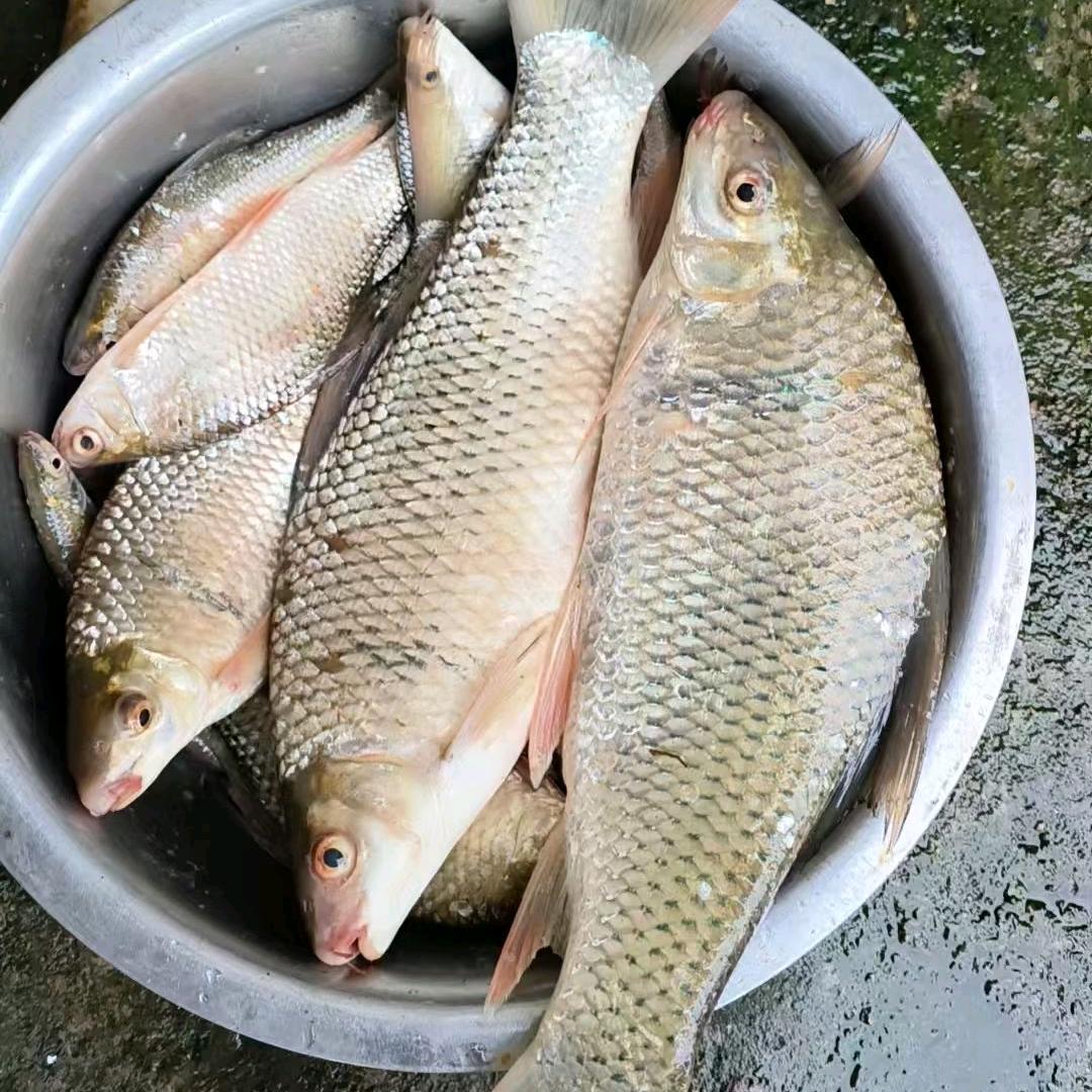 梁氏平价搬运队