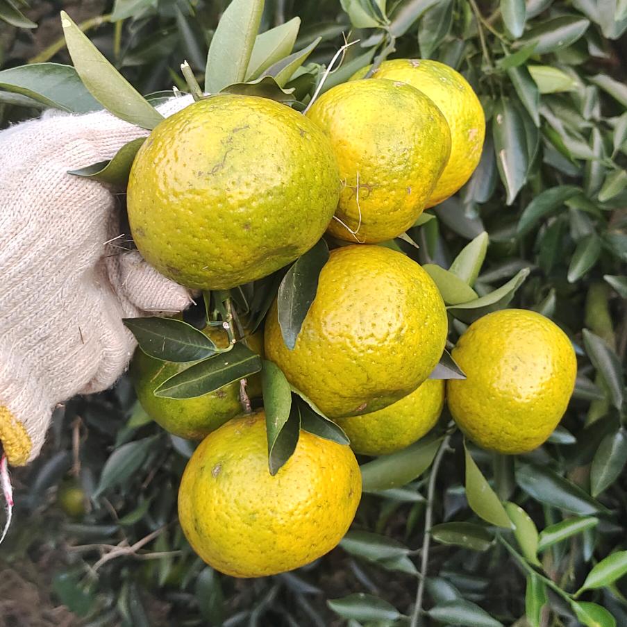 聿  旻 新会柑种植