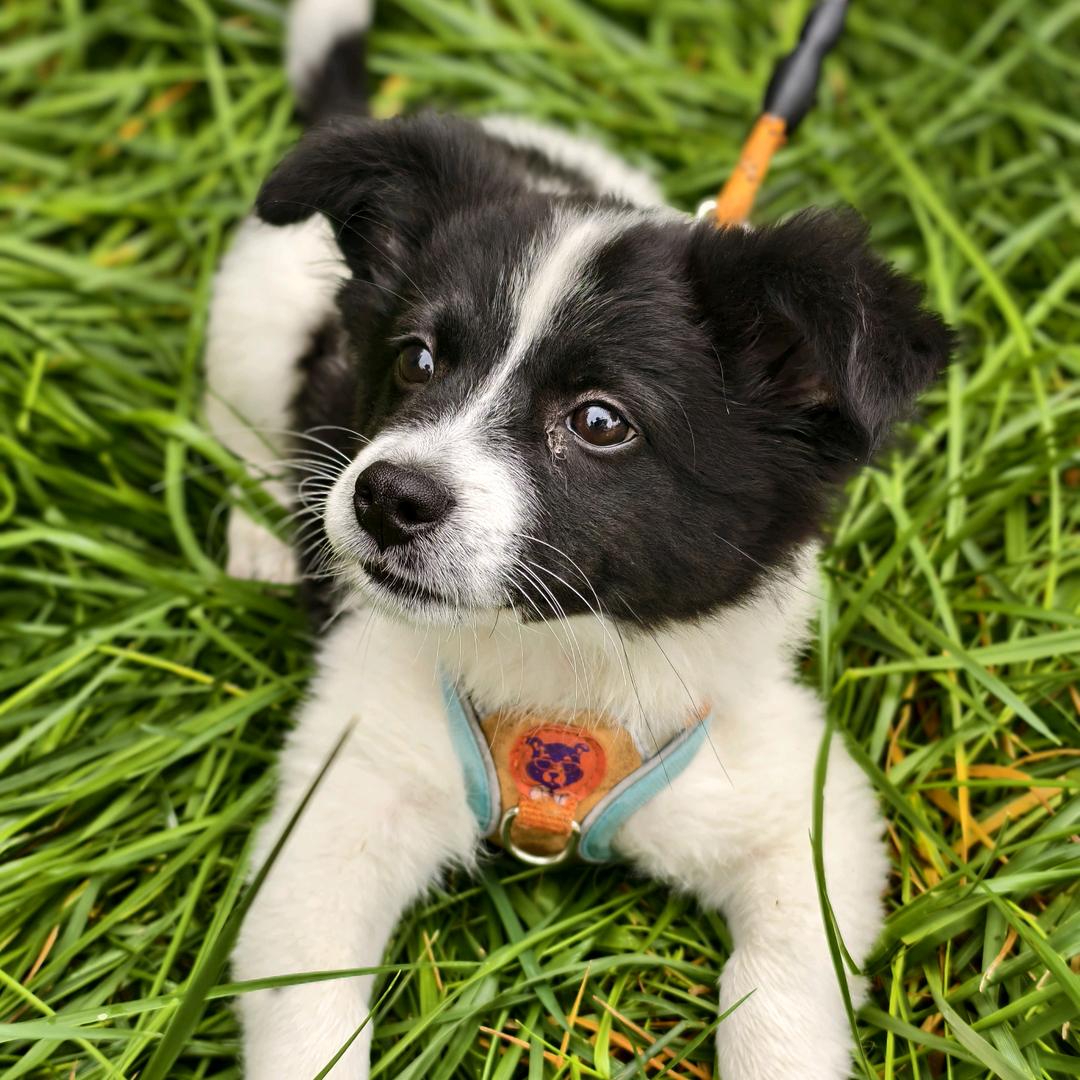 🌻福乐鼓舞团 🍭婷🍭