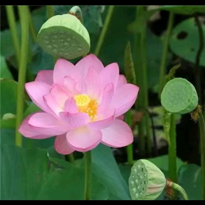 莲花花