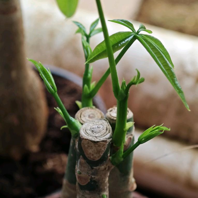 联合盛绿植基地