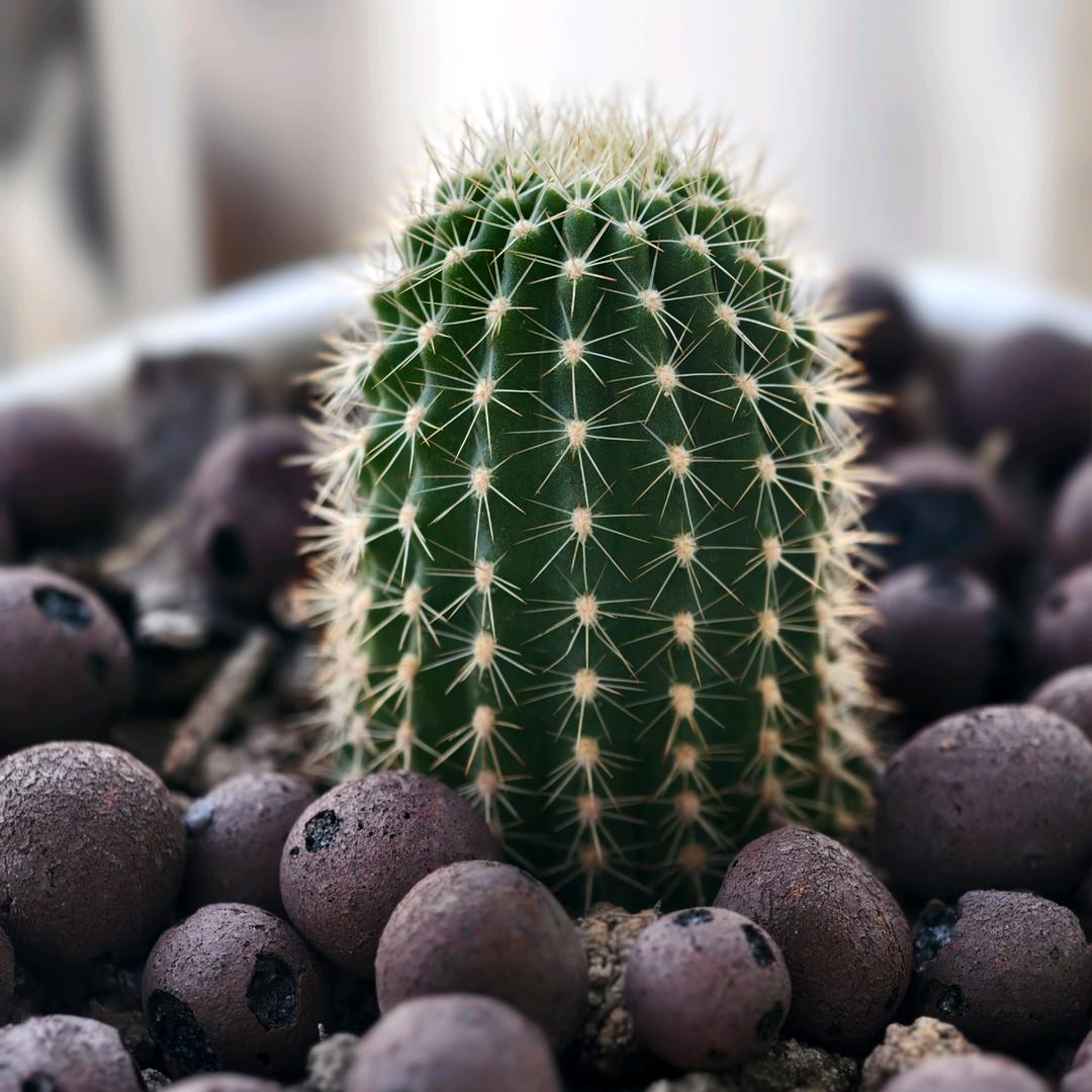 ꧁❦༺清༒風༻❦꧂