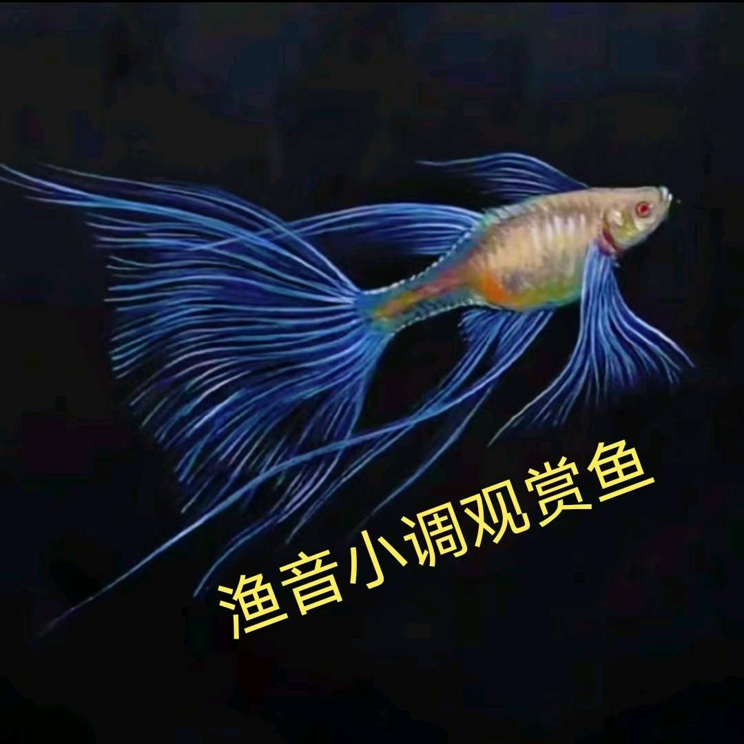 渔音小调观赏鱼